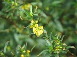 Image result for Heimia salicifolia