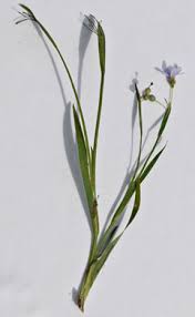 Image result for Sisyrinchium micranthum
