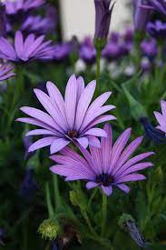 Flower By Inextremo Beautiful Flowers Amazing Flowers Purple Garden