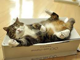 Cute Maru In A Box Cat Videos For Kids Cat Scottish Fold Funny Cat Videos