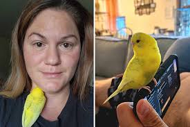 Omelet The Parakeet Found & Returned Home By Fishkill Teen