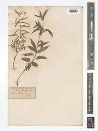 Image result for Tragiella natalensis