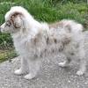 What toys are best for an australian shepherd? Https Encrypted Tbn0 Gstatic Com Images Q Tbn And9gcqarzbjy574cyqsu3cukfbtngserk8eu5q5jltltud2ucktbyjj Usqp Cau