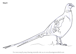 How To Draw A Common Pheasant Drawingtutorials101 Com Common Pheasant Pheasant Drawings Now we choose another pencil and color the leaf. how to draw a common pheasant