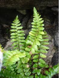 Image result for sleziník Asplenium