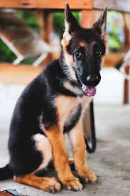 The cost to adopt german shepherd dogs are around $300 in order to cover the expenses of caring for the dog before adoption. German Shepherd Learn Everything About This Breed Pretty Pup