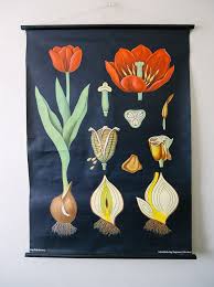 Original Botanical Vintage German School Wall Chart Red