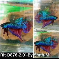 Betta Fish For Sale Plakat Giant King Betta Hmpk Betta Coast Gem Usa In 2020 Betta Fish For Sale Betta Fish