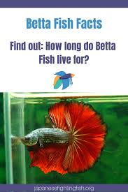 How Long Do Betta Fish Live Betta Fish Betta Betta Fish Care