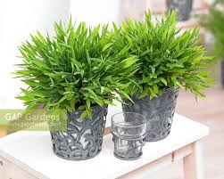 Image result for Pogonatherum paniceum