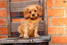 Cavapoo Dog Breed Facts Highlights Buying Advice