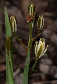 Image result for Albuca kirkii