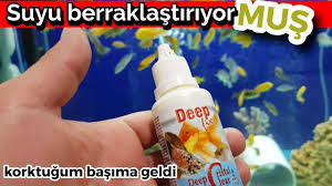 Akvaryum Berraklastiran Ilac Dediler Akvaryum Baliklari Youtube