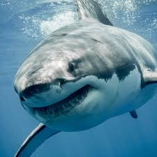 Watch Deep Blue The Giant Great White Shark That Could Be