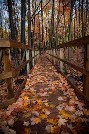 A Bridge To Fall On Autumn Scenery Fall Pictures Autumn Photography