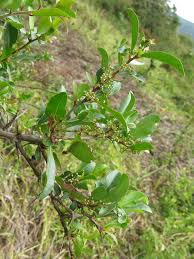 Image result for Gymnosporia arbutifolia