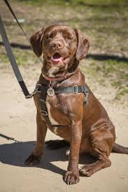 From puppies to seniors, we help dogs of all life stages put dog training asheville. Mountain Pet Rescue Asheville
