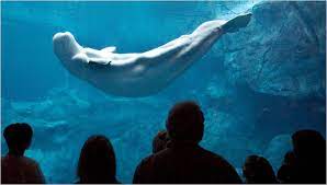 They were named after characters from the jackie. Aquariums Georgia Aquarium Marine Life Whale Sharks The New York Times