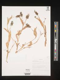 Image result for Aneilema zebrinum