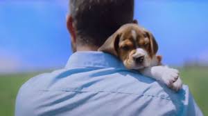 Pin By Maryanne G On Little Doggie In 2020 Claritin Cute Beagles Cute Puppies