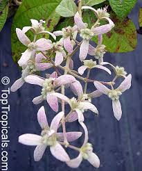 Image result for Congea