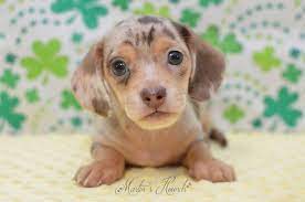 Need answers from you local pet professions? Martin S Hounds Dachshund Breeder In Zanesville Ohio Dachshund Breeders Dog Breeder Hound
