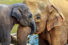 Check spelling or type a new query. How Much Does An Elephant Weigh Home Facebook