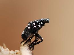 Young caterpillars are generally black with white and yellow markings. Questions And Answers About Spotted Lanternflies An Invasive Species