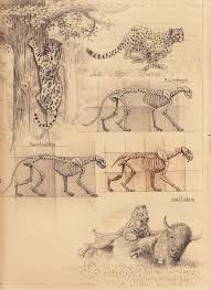 Sabertooth Diaries 1 Excavating Old Sketches Animal Sketches Animal Drawings Cat Anatomy