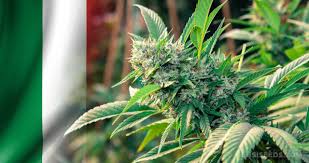 Zum einen besteht die möglichkeit, einen kompletten raum für den hanfanbau zu präparieren. Cannabis In Italien Gesetze Konsum Und Weitere Infos Sensi Seeds