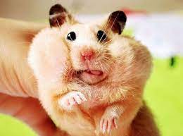 20 Pictures That Will Make You Feel Happy Funny Hamsters Cute Hamsters Cute Animals