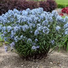 Image result for Tabernaemontana odoratissima