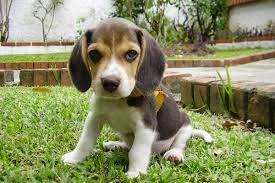 Check spelling or type a new query. Too Cute To Be True Bbb Warns Of Fraudulent Beagle Puppy Ads Online Coast Mountain News