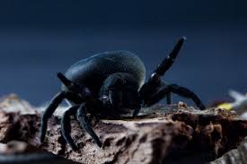 Eresus Animals Crab