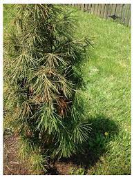 Japanese Umbrella Pine Help