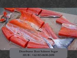 Jika dia tidak mahu makan nasi, maka dia membuat resipi grill salmon. Ready 62 813 8630 2450 Agen Beli Harga Omega 3 Ikan Salmon Frozen Salmon Pedas Frozen