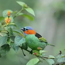 Bird Bird Bird Is The Word Gif Https Encrypted Tbn0 Gstatic Com Images Q Tbn 3aand9gct Shk3g 4 Gr4li5eoi Qoijzcgwbh2z6wja Usqp Cau