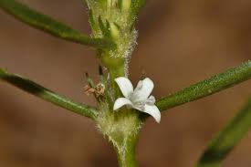 Image result for Spermacoce subvulgata