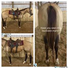 What are another words for buckskin? Stolen Horse Named Buckskin Mare Noblesville In Netposse Id 3447