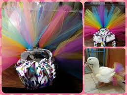 6936681 2 048 1 536 Pixels Chickens Backyard Rainbow Tutu Raising Chickens