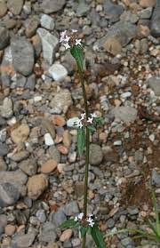 Image result for Spermacoce deserti