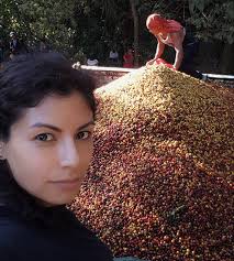 Uma doença silenciosa: O que é a antracnose do café?