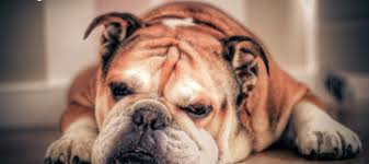 184 fotos gratis de veterinario. Reto Veterinario Bulldog Ingles Con Lesiones Pustulares Vetpraxis