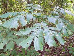 Image result for Anchomanes