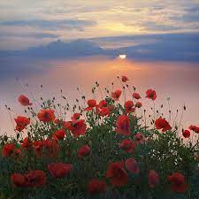 Reminds Me Of The Anzacs Beautiful Flowers Beautiful Nature Nature
