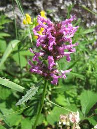 How To Grow Wood Betony In 6 Steps Betony Trees To Plant Herbal Plants