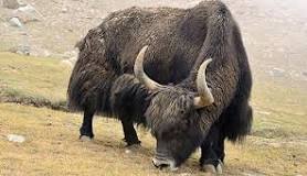 Yaks and Water Buffalo: Alternative Bovines – Hobby Farms