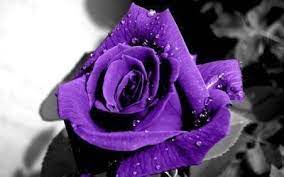 Warnanya sangat menarik dan indah. Gambar Bunga Mawar Warna Ungu Mawar Ungu Kembang Pete Ahb 04 Adam Florist Jakarta Special Moment Toko Bunga Jakarta Purple Flowers Purple Roses Rose Seeds