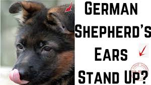 In fact a lot of times a pup will have both ears up and all of a sudden they will come back down when the pup starts to teeth. Question At What Age Does A German Shepherd Puppies Ears Stand Up