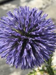 Image result for Rinorea elliptica